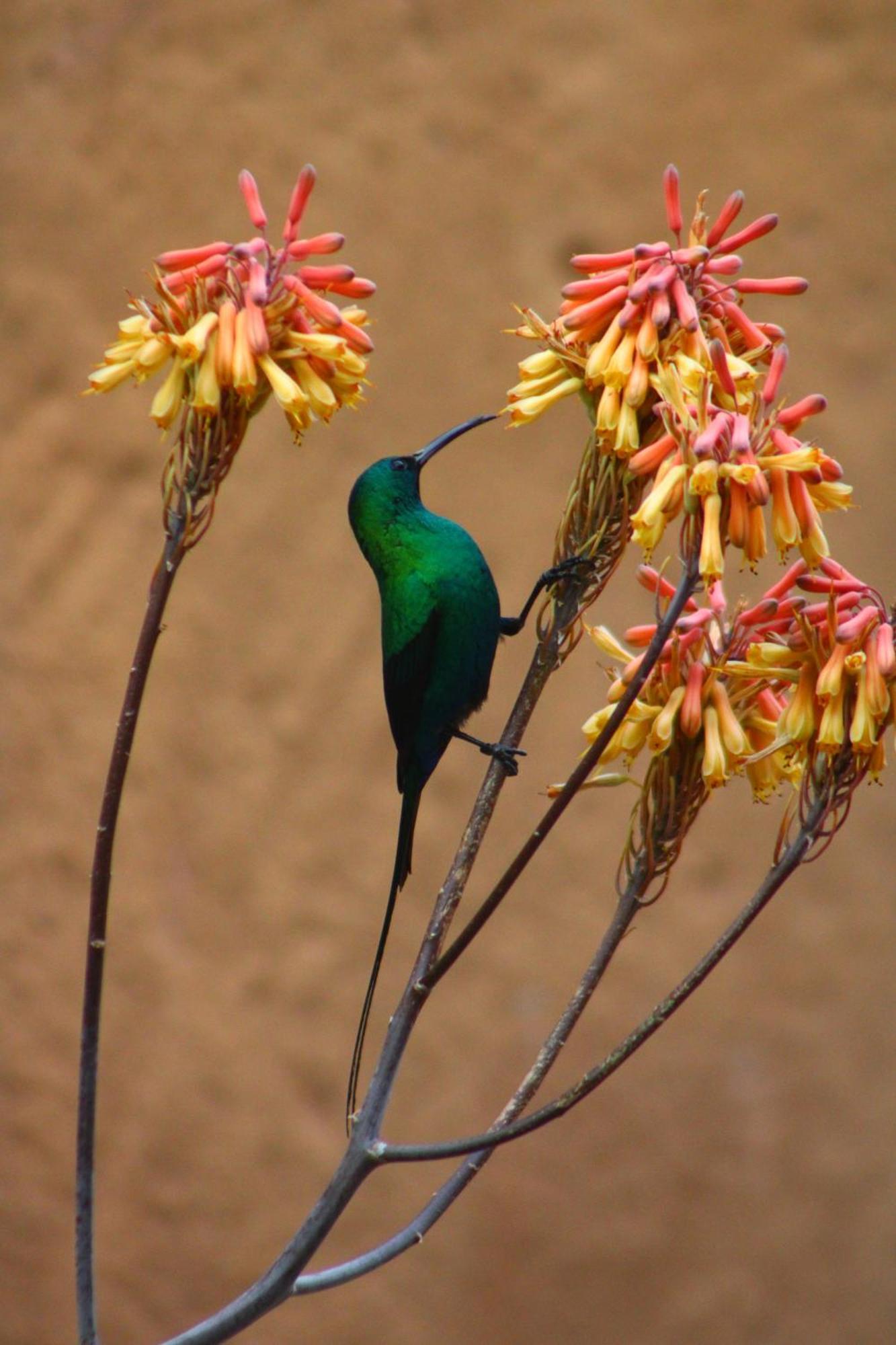 Bosch Luys Kloof Nature Reserve Ladismith Luaran gambar