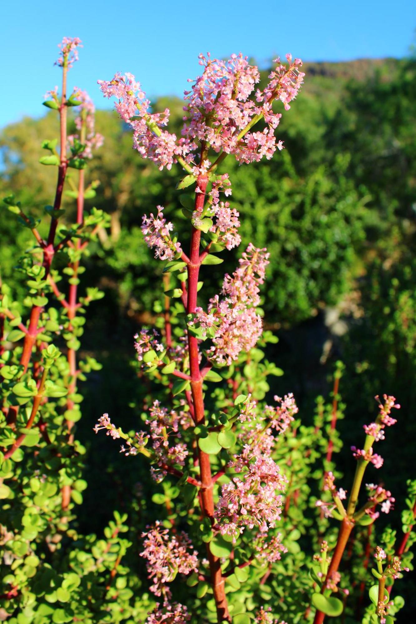 Bosch Luys Kloof Nature Reserve Ladismith Luaran gambar