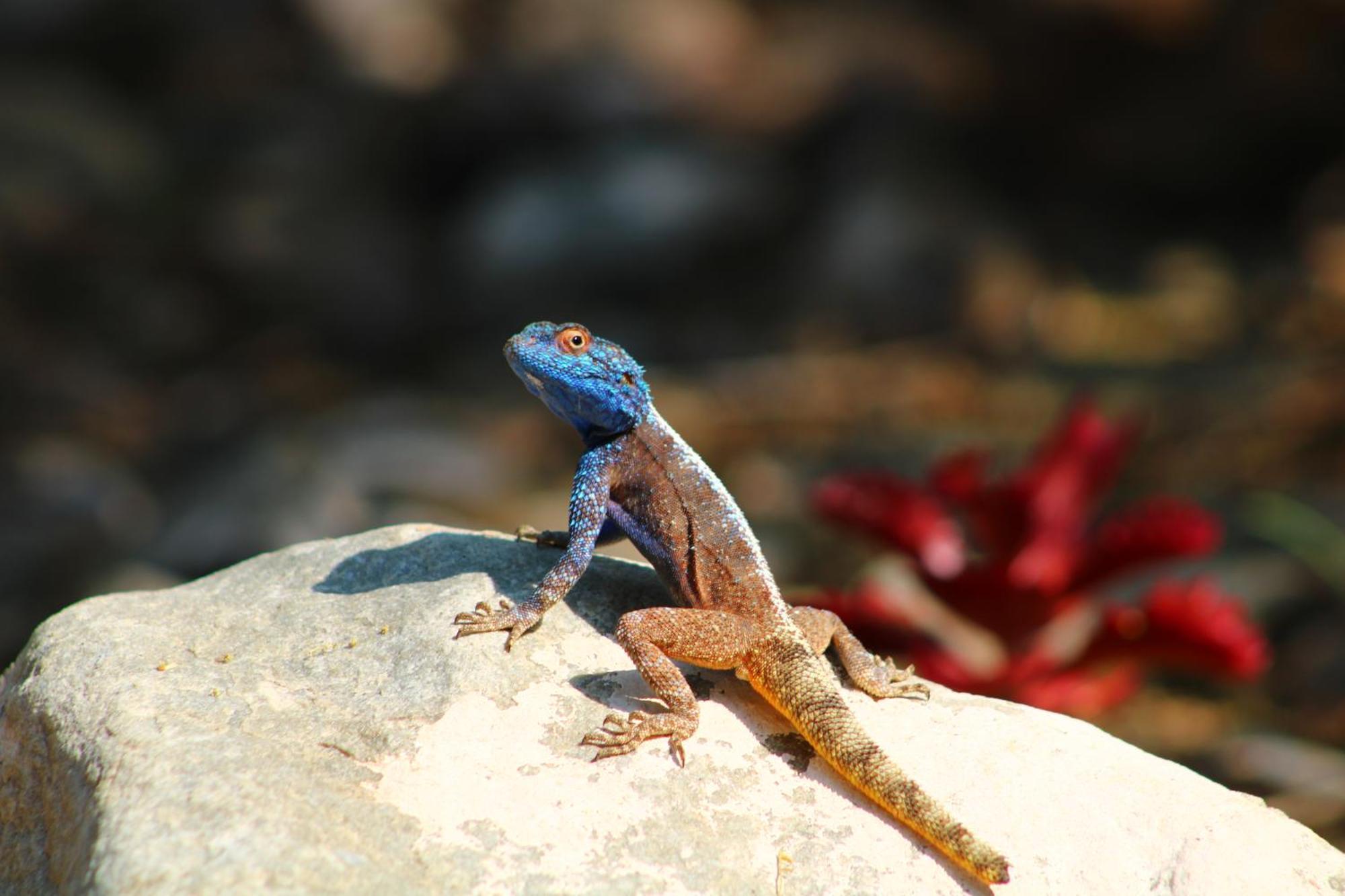 Bosch Luys Kloof Nature Reserve Ladismith Luaran gambar