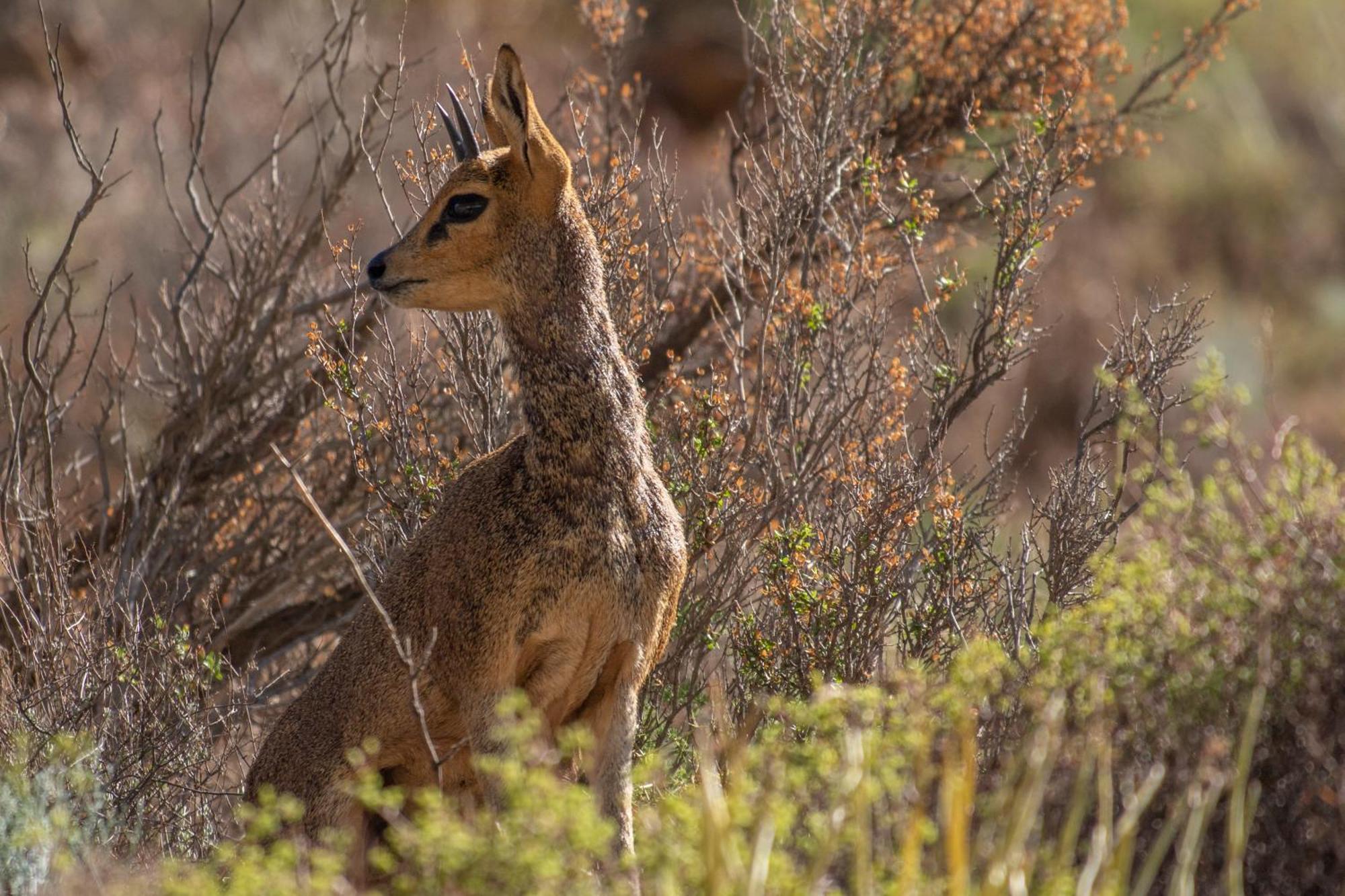 Bosch Luys Kloof Nature Reserve Ladismith Luaran gambar
