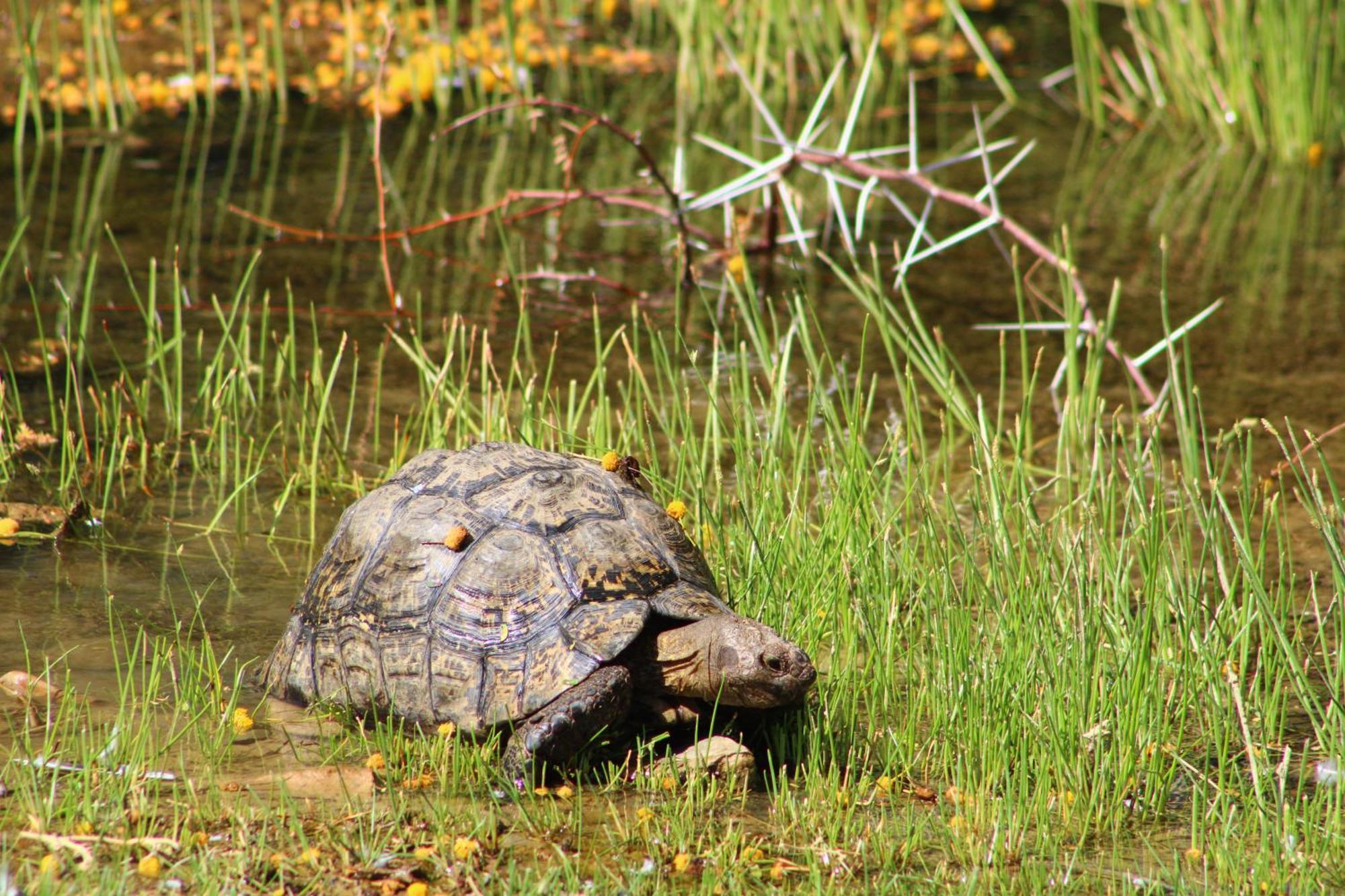 Bosch Luys Kloof Nature Reserve Ladismith Luaran gambar