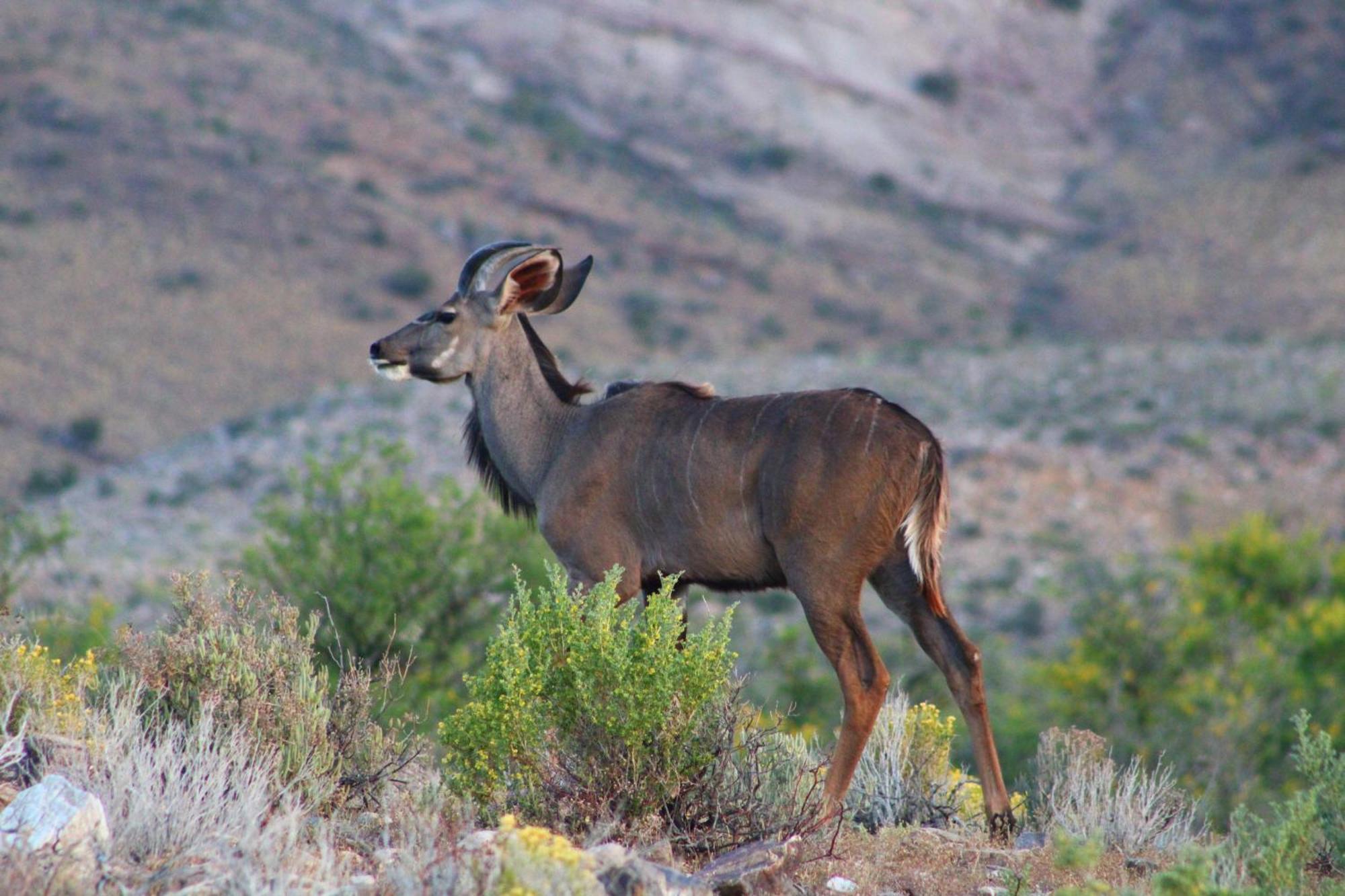 Bosch Luys Kloof Nature Reserve Ladismith Luaran gambar