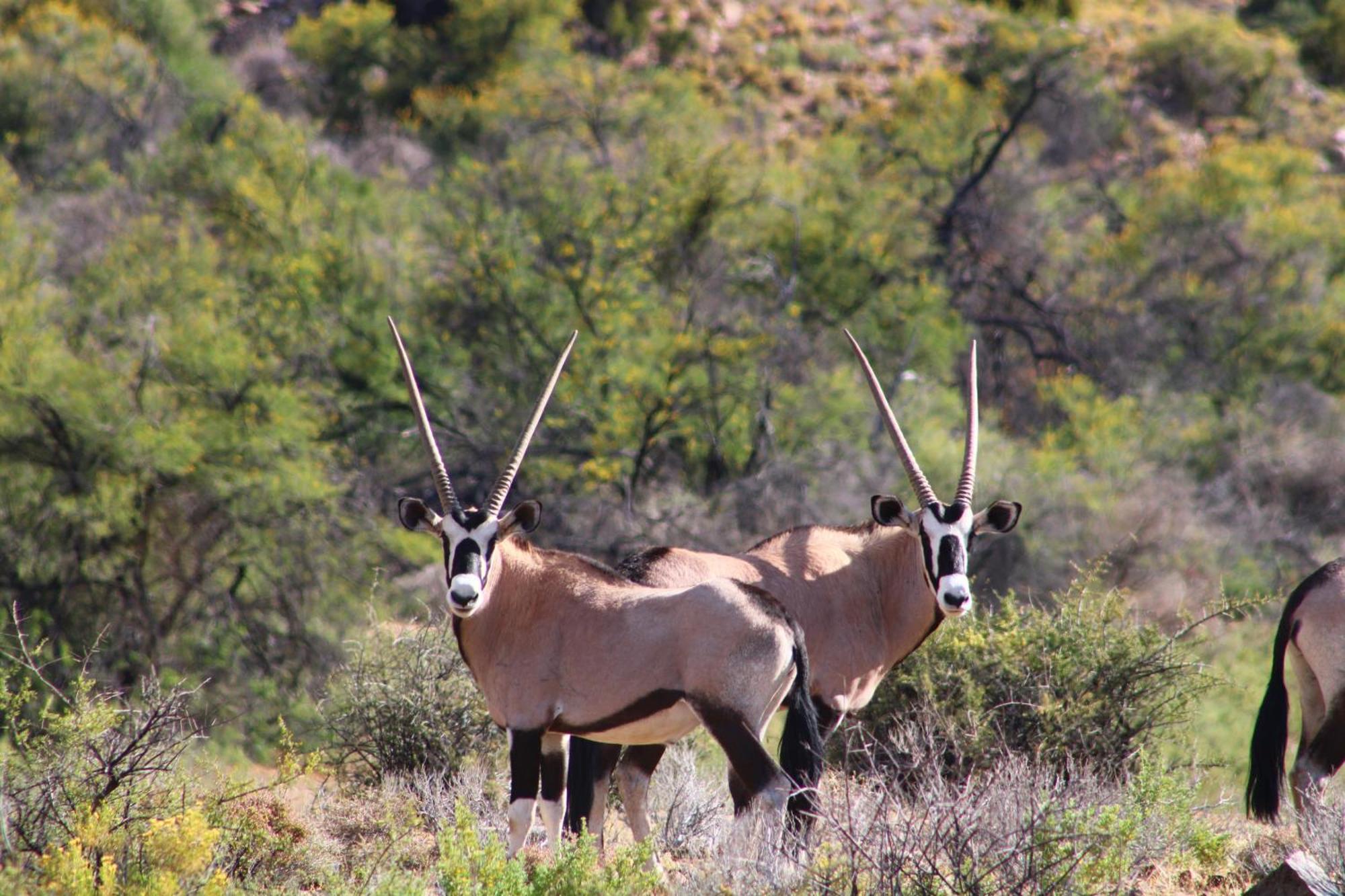 Bosch Luys Kloof Nature Reserve Ladismith Luaran gambar