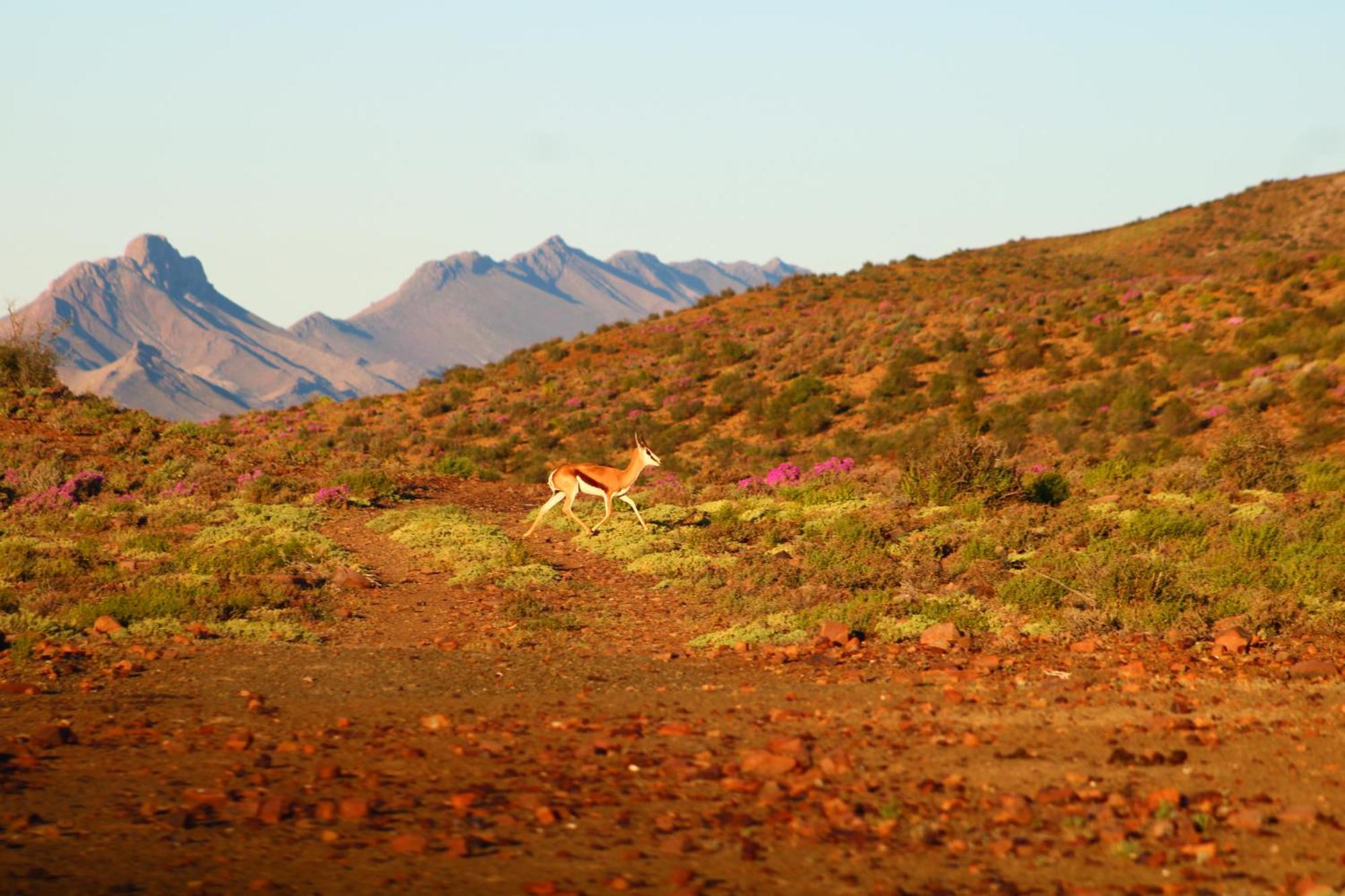Bosch Luys Kloof Nature Reserve Ladismith Luaran gambar